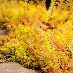 vetkruid-sedum-reflexum-yellow-cushion-compact