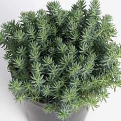 vetkruid-sedum-sediforme-silver