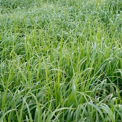 vingergras_panicum-virgatum-strictum-compactum