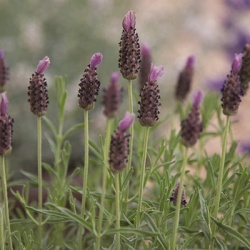 vlinderlavendel_lavandula-stoeschas-javelin-compact-blue