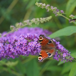 vlinderstruik-mini-buddleja-cultivars-summer-bird-violets
