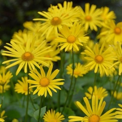 voorjaarszonnebloem-doronicum-orientale-leonardo-compact