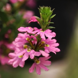 waaierbloem-scaevola-aemula-abanico-roses