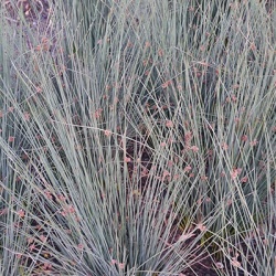 zeegroene-rus-juncus-inflexus-blue-arrows