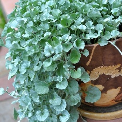 zilver-pony-voet-dichondra-argentea-silver-fallss