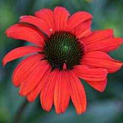 zonnehoed-echinacea-purpurea-hot-lava