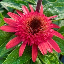 zonnehoed-echinacea-purpurea-raspberry-truffel
