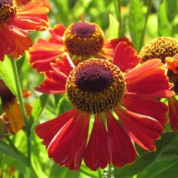 zonnekruid-helenium-autumnale-ruby-tuesday