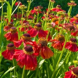 zonnekruid-helenium-moerheim-beauty