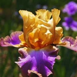 zwaardlelie-2-iris-germanica-au-sommet