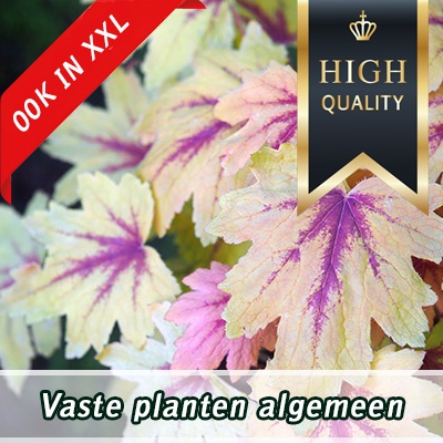 _vaste-planten_high