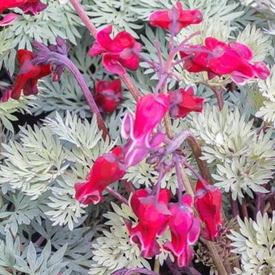a-gebroken-hartje-dicentra-formosa-burning-hearts