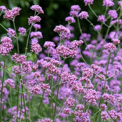 a-ijzerhard-verbena-bonariensis-improved