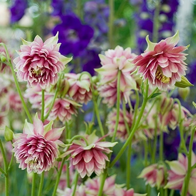 akelei-aquilegia-nora-barlow