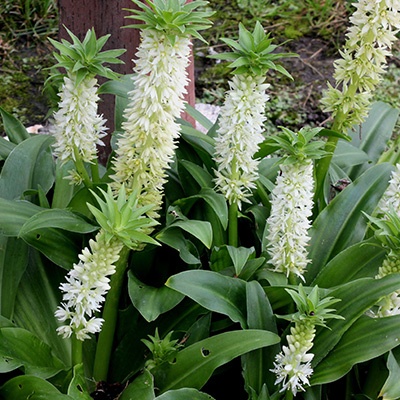 ananaslelie-eucomis-autumnalis