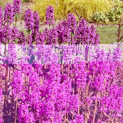 andoorn-stachys-x-cultorum-summer-romance