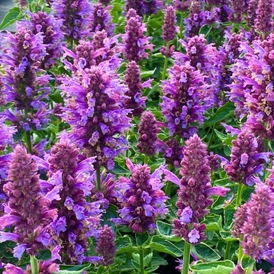 anijsplant-dropplant-agastache-porquito-dark-blue
