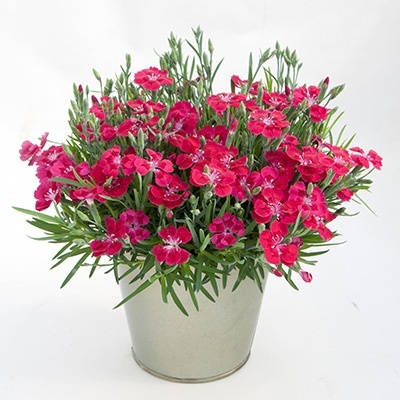 anjer-dianthus_pillow_red