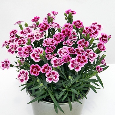 anjer-dianthus_pink-kisses