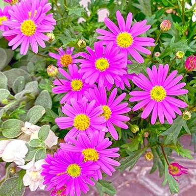 australisch-madeliefje-brachyscome-x-multifida-delight-magentas