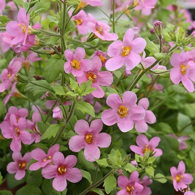 bacopa-sutera-diffusus-bacopa-pinks
