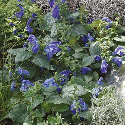blauwe_salie_salvia-patens-oceana-blue