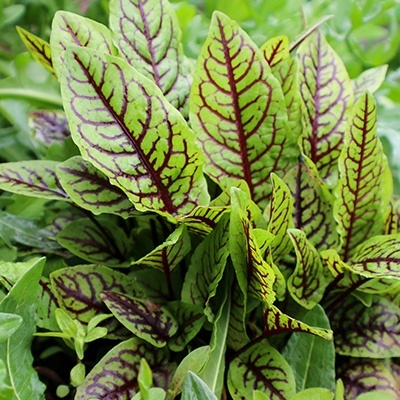 bloedzuring-rumex-sanguineus