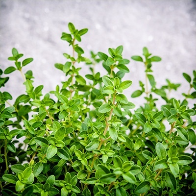 citroentijm-groen-thymus-citriodorus