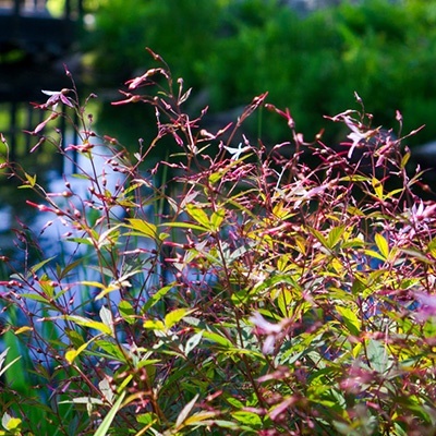 driebladige-braakwortelspirea-gillenia-trifoliata-pink-profusion