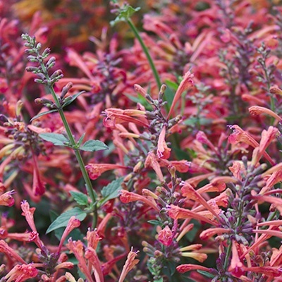 dropplant_agastache-fleur