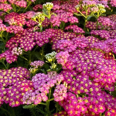duizendblad-achillea-millefolium-milly-rock-cherry