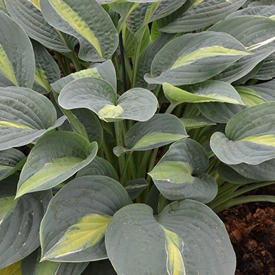 hartlelie-hosta-kiwi-full-monty