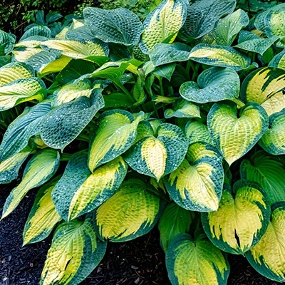 hartlelie-hosta-pauls-glory
