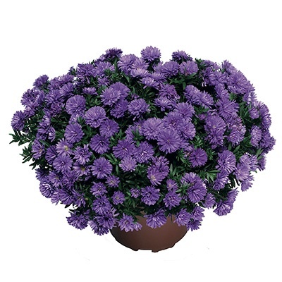 herfstaster-aster-novi-belgii-henry-i-blue-synbul-henfirst-pbr