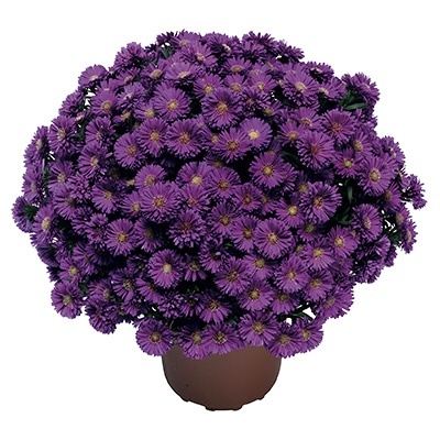 herfstaster-aster-novi-belgii-magic-purple-yomagic-pbr