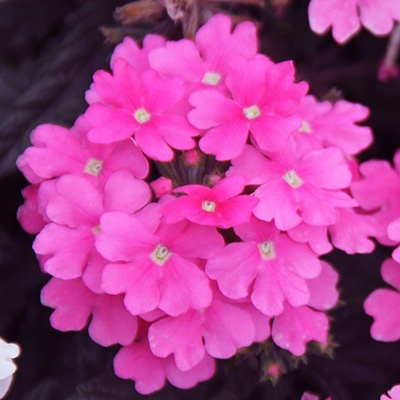 ijzerhard-verbena-x-peruviana-samira-bright-pinks