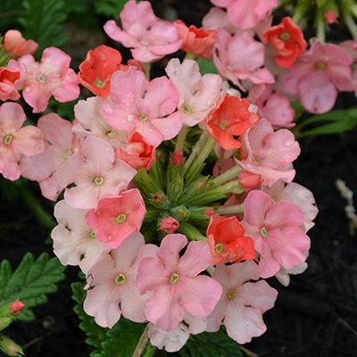 ijzerhard-verbena-x-peruviana-samira-peachs