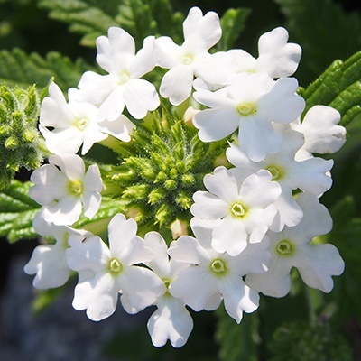 ijzerhard-verbena-x-peruviana-samira-whites