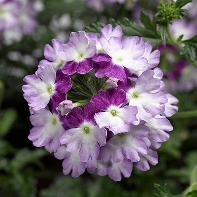 ijzerhard_verbena-hybrida-lanai-xl-twister-blue