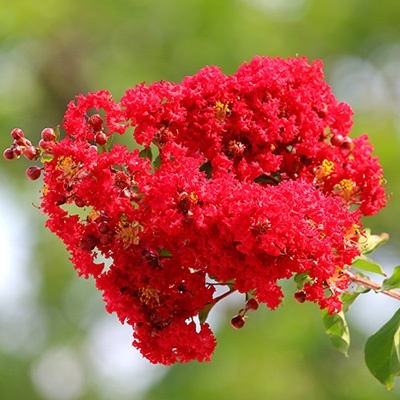 indische-sering-lagerstroemia-indica-red-filli
