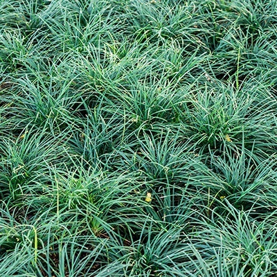 japans_slangengras_ophiopogon-japonicus-minor