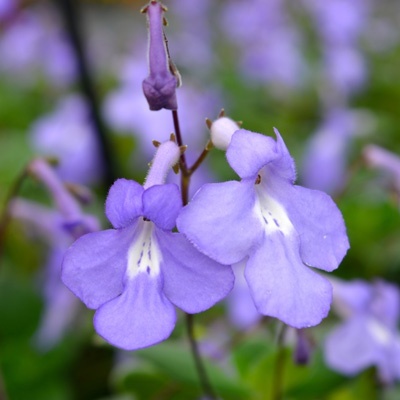 kaapse-primula-streptocarpus-saxorum-santiagohenk