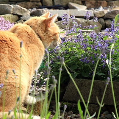 kattenkruid-nepeta-x-faassenii
