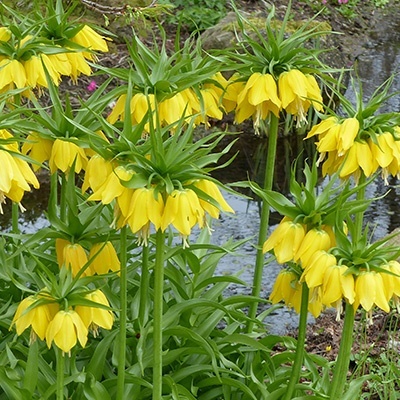 keizerskroon-fritillary-imperialis-luteasch