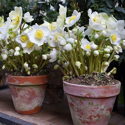 kerstroos-helleborus-niger-ice-maiden