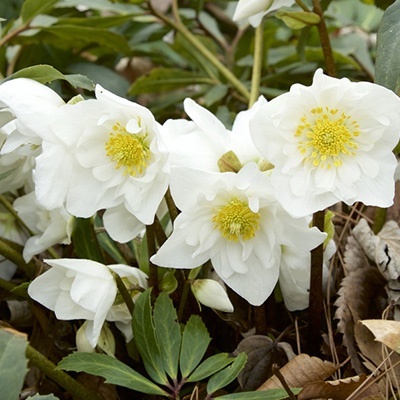 kerstroos-helleborus-niger-snowdrift