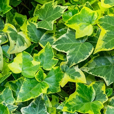 klimop-hedera-helix-hedera-helix-goldchilds_312760107