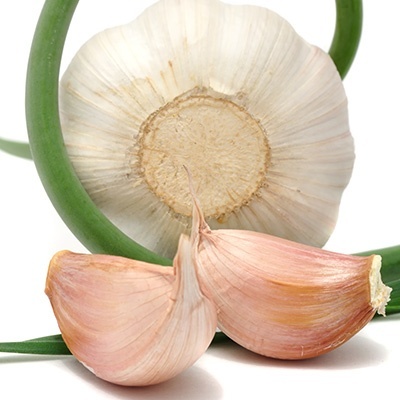knoflook-allium-sativum