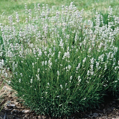 lavendel-wit-lavandula-angustifolia-edelweiss_825963928