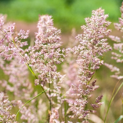liefdesgras_eragrostis-spectabilis